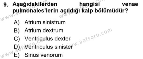 Temel Veteriner Anatomi Dersi 2023 - 2024 Yılı (Final) Dönem Sonu Sınavı 9. Soru