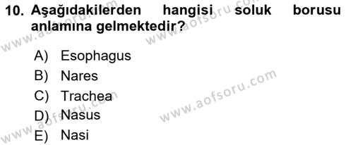 Temel Veteriner Anatomi Dersi 2023 - 2024 Yılı Yaz Okulu Sınavı 10. Soru