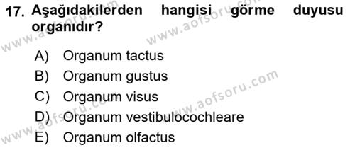 Temel Veteriner Anatomi Dersi 2023 - 2024 Yılı Yaz Okulu Sınavı 17. Soru