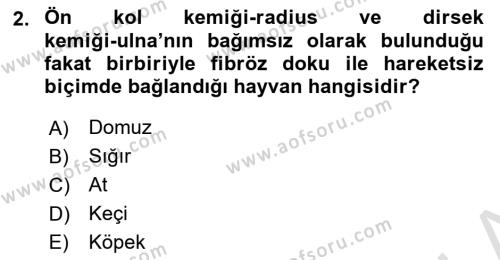 Temel Veteriner Anatomi Dersi 2023 - 2024 Yılı Yaz Okulu Sınavı 2. Soru