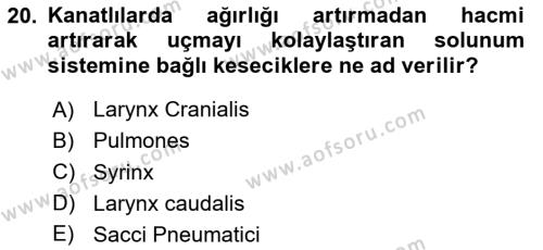 Temel Veteriner Anatomi Dersi 2023 - 2024 Yılı Yaz Okulu Sınavı 20. Soru