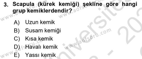 Temel Veteriner Anatomi Dersi 2023 - 2024 Yılı Yaz Okulu Sınavı 3. Soru