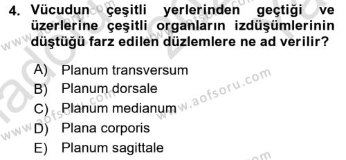 Temel Veteriner Anatomi Dersi 2023 - 2024 Yılı Yaz Okulu Sınavı 4. Soru