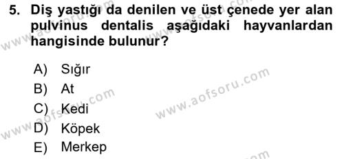 Temel Veteriner Anatomi Dersi 2023 - 2024 Yılı Yaz Okulu Sınavı 5. Soru