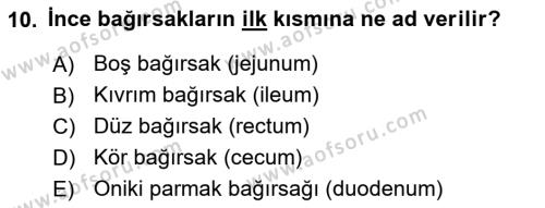 Temel Veteriner Anatomi Dersi 2024 - 2025 Yılı (Vize) Ara Sınavı 10. Soru