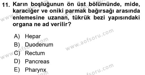 Temel Veteriner Anatomi Dersi 2024 - 2025 Yılı (Vize) Ara Sınavı 11. Soru