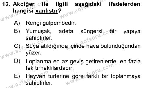 Temel Veteriner Anatomi Dersi 2024 - 2025 Yılı (Vize) Ara Sınavı 12. Soru