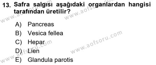 Temel Veteriner Anatomi Dersi 2024 - 2025 Yılı (Vize) Ara Sınavı 13. Soru