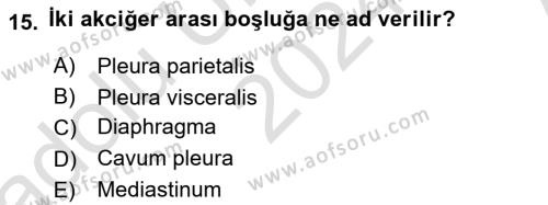 Temel Veteriner Anatomi Dersi 2024 - 2025 Yılı (Vize) Ara Sınavı 15. Soru