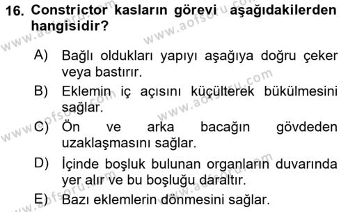 Temel Veteriner Anatomi Dersi 2024 - 2025 Yılı (Vize) Ara Sınavı 16. Soru