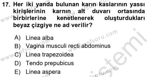 Temel Veteriner Anatomi Dersi 2024 - 2025 Yılı (Vize) Ara Sınavı 17. Soru