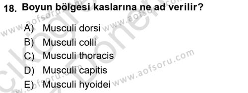 Temel Veteriner Anatomi Dersi 2024 - 2025 Yılı (Vize) Ara Sınavı 18. Soru