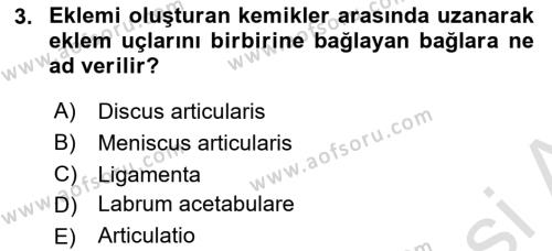 Temel Veteriner Anatomi Dersi 2024 - 2025 Yılı (Vize) Ara Sınavı 3. Soru