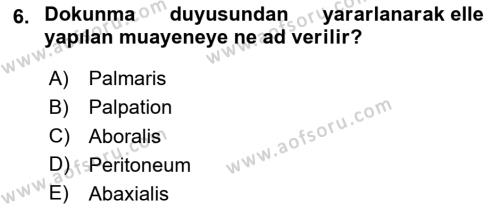 Temel Veteriner Anatomi Dersi 2024 - 2025 Yılı (Vize) Ara Sınavı 6. Soru