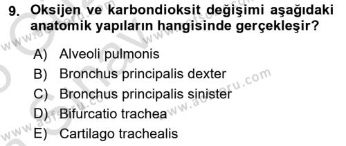 Temel Veteriner Anatomi Dersi 2024 - 2025 Yılı (Vize) Ara Sınavı 9. Soru