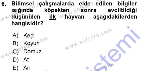 Temel Zootekni Dersi 2015 - 2016 Yılı (Vize) Ara Sınavı 6. Soru