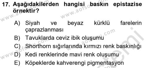 Temel Veteriner Genetik Dersi 2024 - 2025 Yılı (Vize) Ara Sınavı 17. Soru