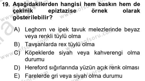 Temel Veteriner Genetik Dersi 2024 - 2025 Yılı (Vize) Ara Sınavı 19. Soru