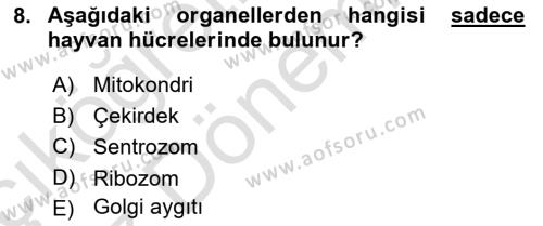 Temel Veteriner Genetik Dersi 2024 - 2025 Yılı (Vize) Ara Sınavı 8. Soru