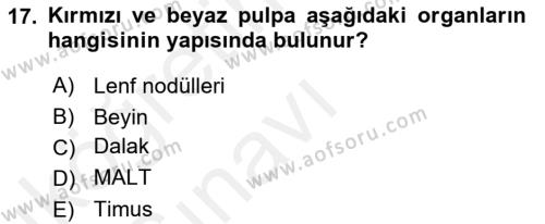 Temel Veteriner Mikrobiyoloji ve İmmünoloji Dersi 2017 - 2018 Yılı 3 Ders Sınavı 17. Soru