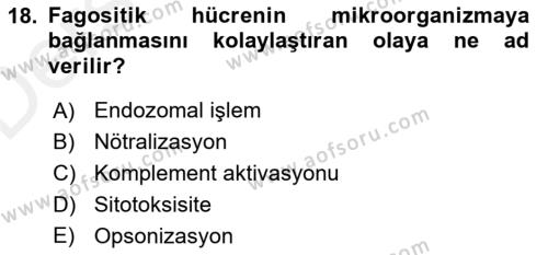 Temel Veteriner Mikrobiyoloji ve İmmünoloji Dersi 2017 - 2018 Yılı 3 Ders Sınavı 18. Soru