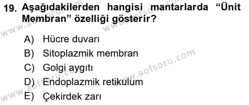 Temel Veteriner Mikrobiyoloji ve İmmünoloji Dersi 2017 - 2018 Yılı 3 Ders Sınavı 19. Soru