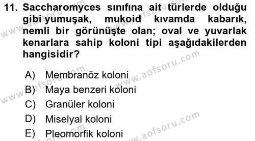 Temel Veteriner Mikrobiyoloji ve İmmünoloji Dersi 2020 - 2021 Yılı Yaz Okulu Sınavı 11. Soru