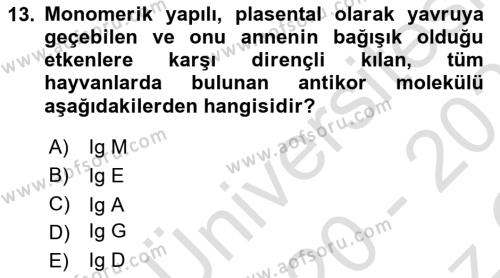 Temel Veteriner Mikrobiyoloji ve İmmünoloji Dersi 2020 - 2021 Yılı Yaz Okulu Sınavı 13. Soru