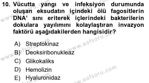 Temel Veteriner Mikrobiyoloji ve İmmünoloji Dersi 2023 - 2024 Yılı (Vize) Ara Sınavı 10. Soru