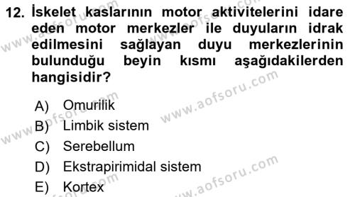 Temel Veteriner Fizyoloji Dersi 2022 - 2023 Yılı Yaz Okulu Sınavı 12. Soru