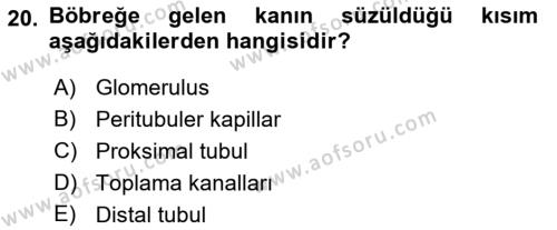 Temel Veteriner Fizyoloji Dersi 2023 - 2024 Yılı (Vize) Ara Sınavı 20. Soru