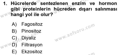 Temel Veteriner Fizyoloji Dersi 2024 - 2025 Yılı (Vize) Ara Sınavı 1. Soru