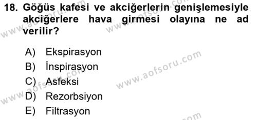 Temel Veteriner Fizyoloji Dersi 2024 - 2025 Yılı (Vize) Ara Sınavı 18. Soru