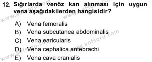 Veteriner Laboratuvar Teknikleri ve Prensipleri Dersi 2023 - 2024 Yılı (Final) Dönem Sonu Sınavı 12. Soru