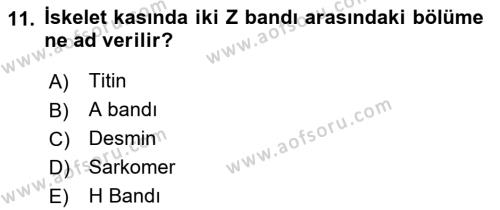 Temel Veteriner Histoloji ve Embriyoloji Dersi 2019 - 2020 Yılı (Final) Dönem Sonu Sınavı 11. Soru