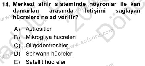 Temel Veteriner Histoloji ve Embriyoloji Dersi 2019 - 2020 Yılı (Final) Dönem Sonu Sınavı 14. Soru