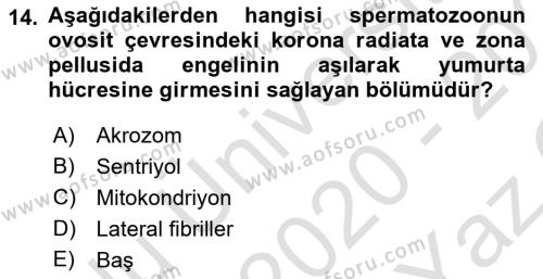 Temel Veteriner Histoloji ve Embriyoloji Dersi 2020 - 2021 Yılı Yaz Okulu Sınavı 14. Soru