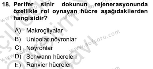 Temel Veteriner Histoloji ve Embriyoloji Dersi 2020 - 2021 Yılı Yaz Okulu Sınavı 18. Soru