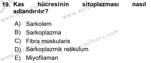 Temel Veteriner Histoloji ve Embriyoloji Dersi 2020 - 2021 Yılı Yaz Okulu Sınavı 19. Soru