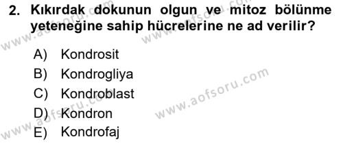 Temel Veteriner Histoloji ve Embriyoloji Dersi 2020 - 2021 Yılı Yaz Okulu Sınavı 2. Soru