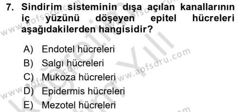 Temel Veteriner Histoloji ve Embriyoloji Dersi 2020 - 2021 Yılı Yaz Okulu Sınavı 7. Soru