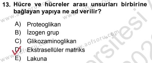 Temel Veteriner Histoloji ve Embriyoloji Dersi 2021 - 2022 Yılı (Vize) Ara Sınavı 13. Soru