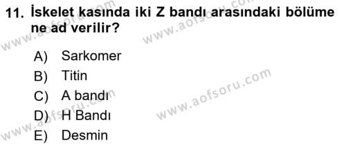 Temel Veteriner Histoloji ve Embriyoloji Dersi 2021 - 2022 Yılı (Final) Dönem Sonu Sınavı 11. Soru