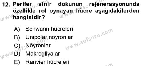 Temel Veteriner Histoloji ve Embriyoloji Dersi 2021 - 2022 Yılı (Final) Dönem Sonu Sınavı 12. Soru