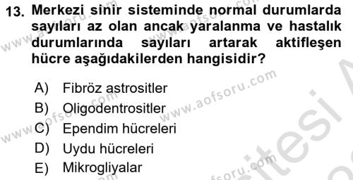 Temel Veteriner Histoloji ve Embriyoloji Dersi 2021 - 2022 Yılı (Final) Dönem Sonu Sınavı 13. Soru