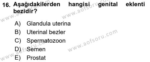 Temel Veteriner Histoloji ve Embriyoloji Dersi 2021 - 2022 Yılı (Final) Dönem Sonu Sınavı 16. Soru