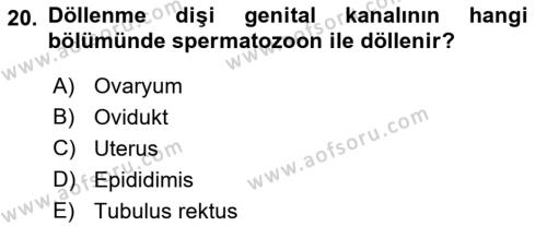 Temel Veteriner Histoloji ve Embriyoloji Dersi 2021 - 2022 Yılı (Final) Dönem Sonu Sınavı 20. Soru
