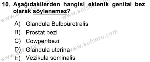 Temel Veteriner Histoloji ve Embriyoloji Dersi 2021 - 2022 Yılı Yaz Okulu Sınavı 10. Soru