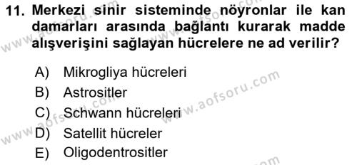 Temel Veteriner Histoloji ve Embriyoloji Dersi 2021 - 2022 Yılı Yaz Okulu Sınavı 11. Soru