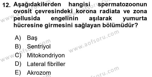 Temel Veteriner Histoloji ve Embriyoloji Dersi 2021 - 2022 Yılı Yaz Okulu Sınavı 12. Soru